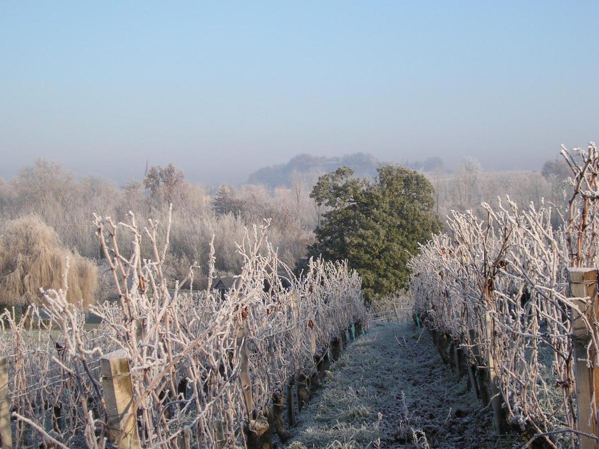 Suite Campagnarde Pres Bordeaux, Vue Sur Les Vignes Au Chateau Camponac Bourg-sur-Gironde Exterior photo